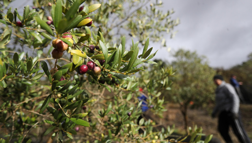 Archivo - Varias aceitunas durante el comienzo de la campaña de recogida,