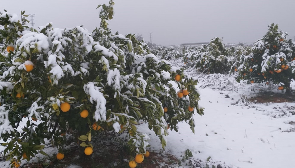 Archivo - Campo de naranjos nevado en Vallada