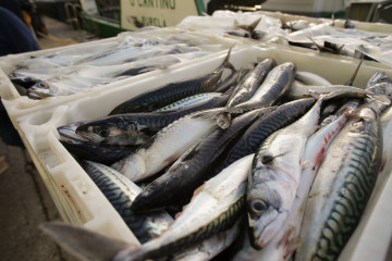 Archivo - Cajas con caballas durante la descarga de caballa en el puerto de Burela,