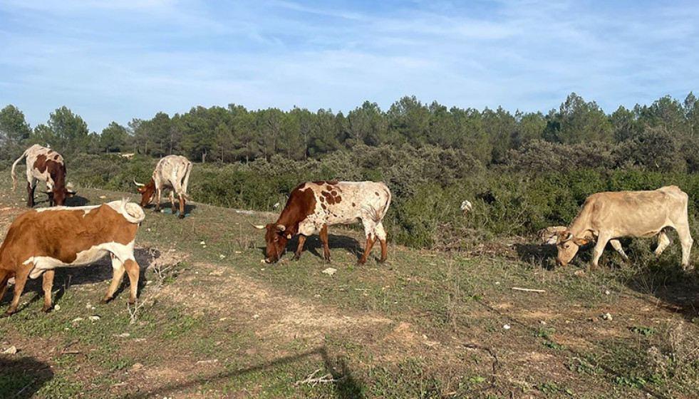 Archivo - El plazo para solicitar las ayudas de la Política Agraria Común para 2026 comienza el próximo 1 de febrero.