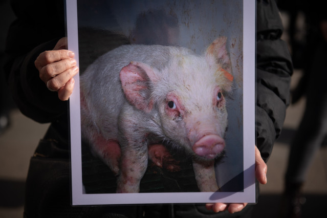 Archivo - Concentración por el Día Internacional de los Derechos de los Animales (DIDA), organizada por Igualdad Animal, en la Puerta del Sol, a 13 de diciembre de 2025, en Madrid (España).