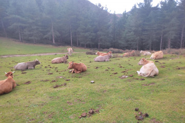 Archivo - Vacas sueltas en el campo. Imagen de Archivo.