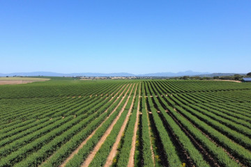 Archivo - Finca La Copa en Logrosan (Cáceres)