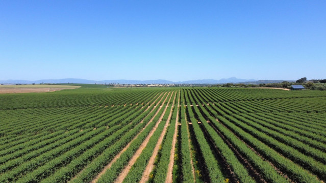 Archivo - Finca La Copa en Logrosan (Cáceres)