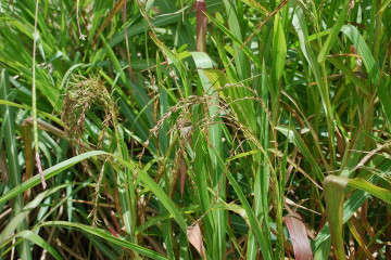 Archivo - Una estructura molecular diferente a lo esperado ha sido descubierta en el tallo del maíz, lo que puede ayudar a optimizar la forma en que este relevante cultivo se convierte en etanol