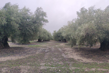 Olivares con la aceituna caída en el suelo