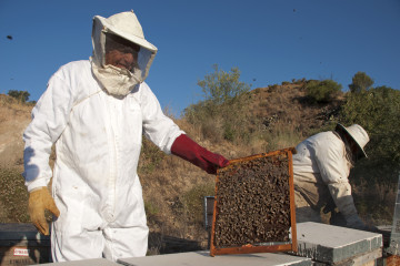 Archivo - Origen España suma un nuevo socio con la incorporación de la DOP Miel de Málaga.