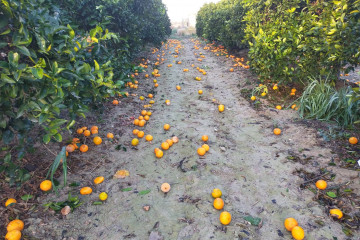 Archivo - Caída de fruta al suelo como consecuencia de la lluvia y el viento.