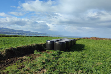 Archivo - Vacas pastando en Busto,