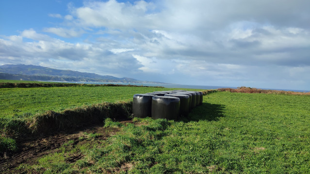 Archivo - Vacas pastando en Busto,