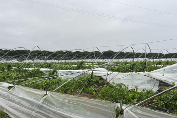 Daños en un campo de frutos rojos de Huelva.