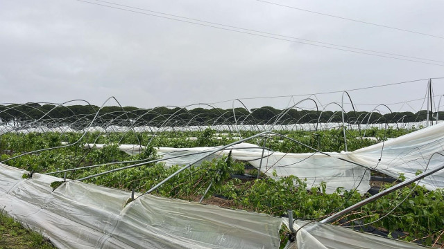 Daños en un campo de frutos rojos de Huelva.