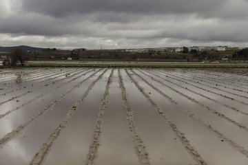 Cultivos anegados tras las inundaciones producidas por el desbordamiento del río Genil. A 9 de Febrero de 2026, en Huétor Tájar, Granada (Andalucía, España).
