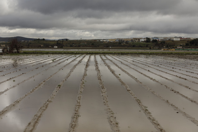 Cultivos anegados tras las inundaciones producidas por el desbordamiento del río Genil. A 9 de Febrero de 2026, en Huétor Tájar, Granada (Andalucía, España).