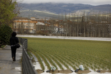 Cultivos anegados tras las inundaciones producidas por el desbordamiento del río Genil causado por la borrasca Leonardo