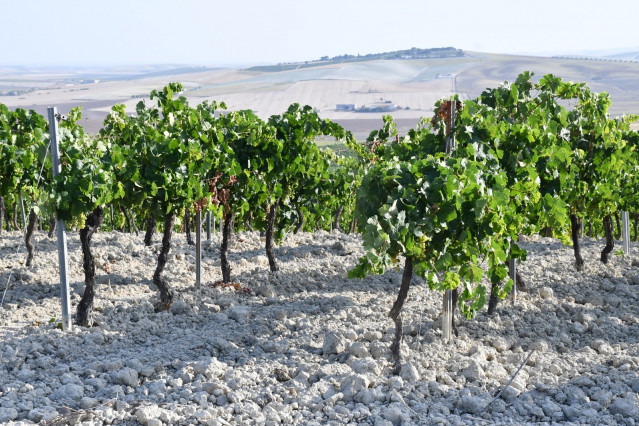 Archivo - Viñedo en la provincia de Cádiz.