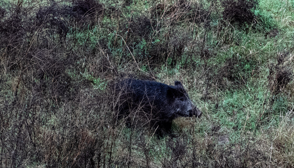 Archivo - Un jabalí por el cauce del Río Ter, cerca del Hospital Trueta,