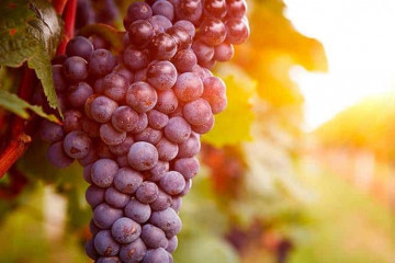 Uvas para elaboración de vino de pitarra