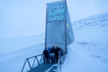 El olivo entra por primera vez en la Bóveda Global de Svalbard, el mayor banco mundial de semillas