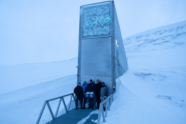 El olivo entra por primera vez en la Bóveda Global de Svalbard, el mayor banco mundial de semillas