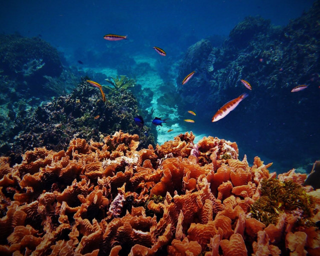 Archivo - Arrecife de coral en Roatán (Honduras)