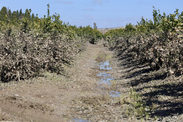 Imagen de zonas agrícolas afectadas por el tren de borrascas en Jerez de la Frontera (Cádiz).