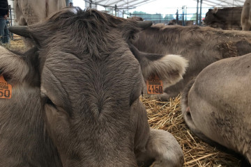 Archivo - Vaca, ganado, feria, vacuno