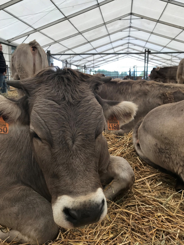 Archivo - Vaca, ganado, feria, vacuno