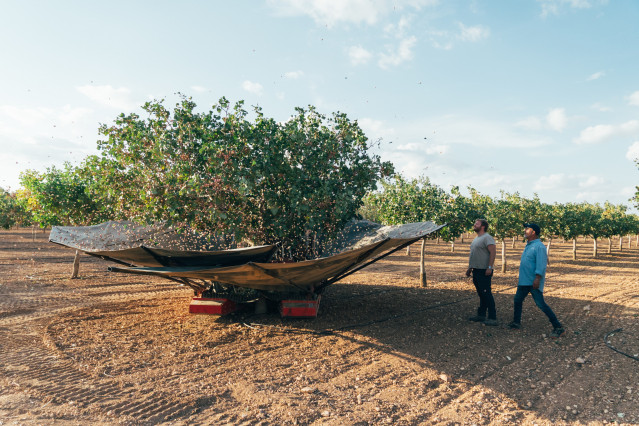Archivo - Plantación de pistacho