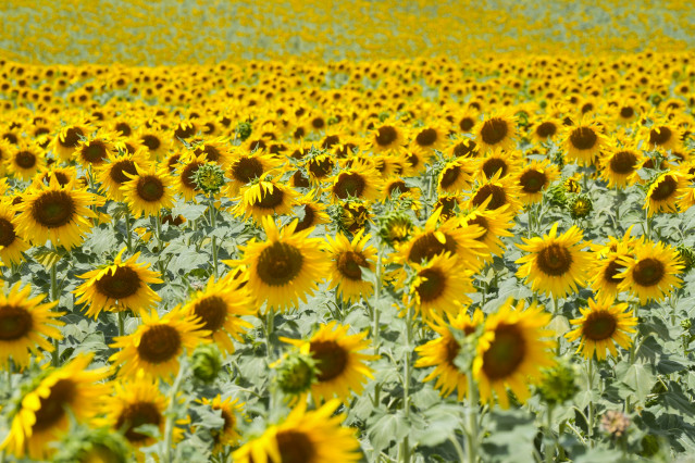 Archivo - Imágenes de un campo de girasoles