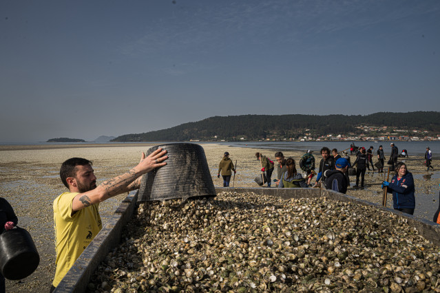 Marisacadores recogen el marisco muerto en la playa del Testal, a 4 de marzo de 2026, en Noia, La Coruña, Galicia (España).
