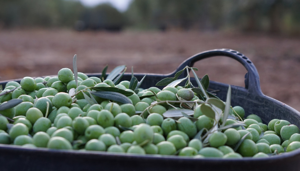 Archivo - Imagen de una recolecta de aceitunas.