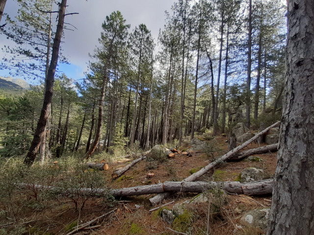 Primagea afirma que el 'Plan de Acción para la Gestión Sostenible' es un 