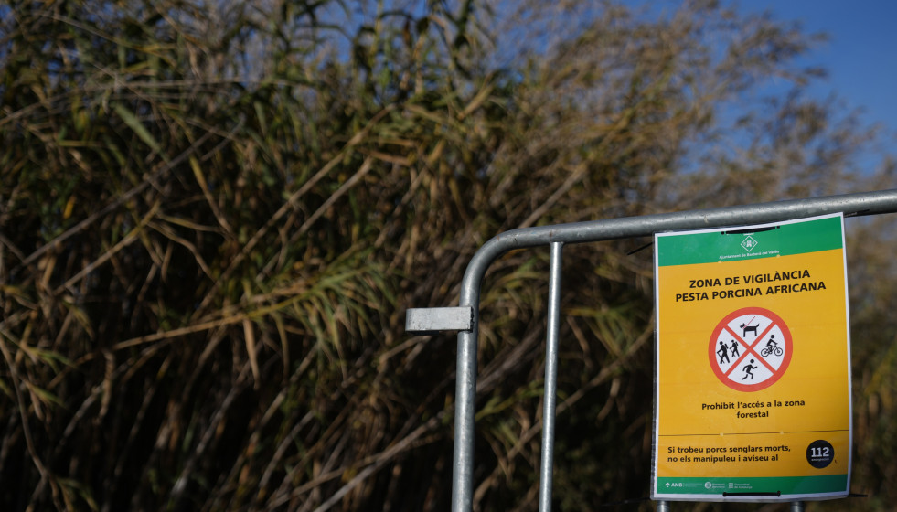 Archivo - Vallas para cortar el paso de los agents rurals de los Mossos d'Esquadra en las zonas restringidas por la cuarentena ante la peste porcina africana, a 5 de diciembre de 2025, en Barberà del