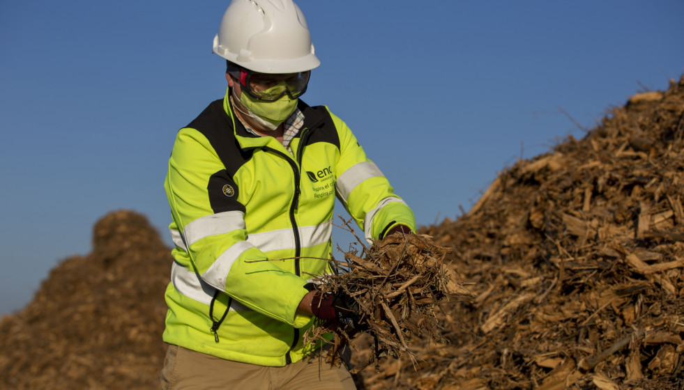 Archivo - Trabajador de Ence sosteniendo biomasa.