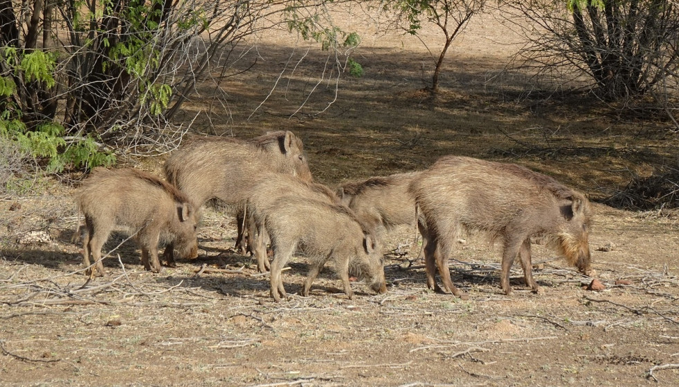 Unión de Uniones insiste en aumentar la vigilancia y los recursos frente a la Peste Porcina Africana.