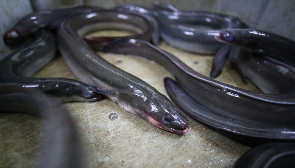 Varias anguilas