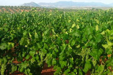 Plantación de cava en Tierra de Barros