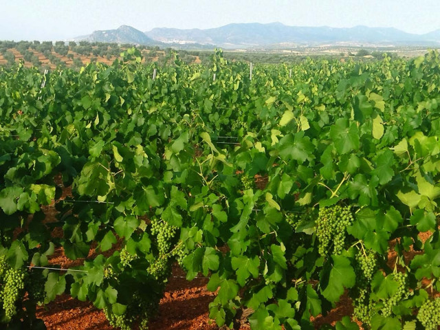 Plantación de cava en Tierra de Barros