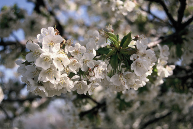 Cerezo en floración en el Valle del Jerte