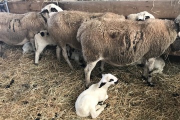 Archivo - Ovejas con un cordero en primer plano