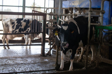 Archivo - Vacas lecheras