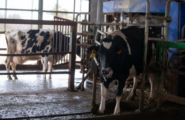 Archivo - Vacas lecheras