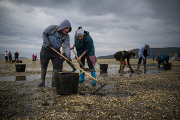 Mariscadores recogen las conchas y el marisco muerto, en la playa de Testal, a 18 de marzo de 2026, en Noia, A Coruña, Galicia (España). Decenas de mariscadores de Noia recorren a pie la playa de Te