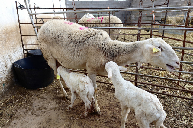 Archivo - Unos corderos con su madre en una explotación ganadera