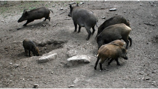 Un grupo de jabalíes