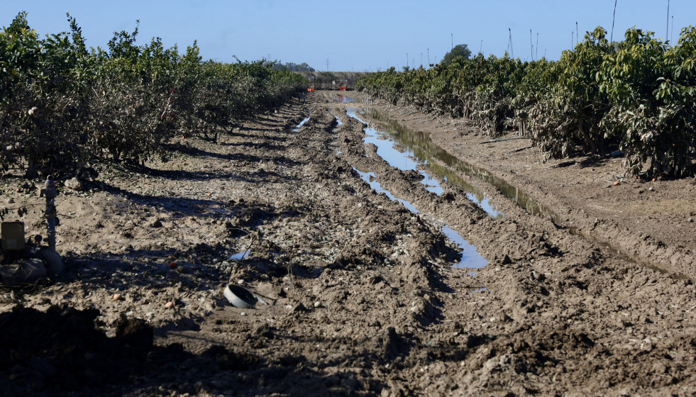 Archivo - Imagen de zonas agrícolas afectadas por el tren de borrascas en Jerez de la Frontera (Cádiz)