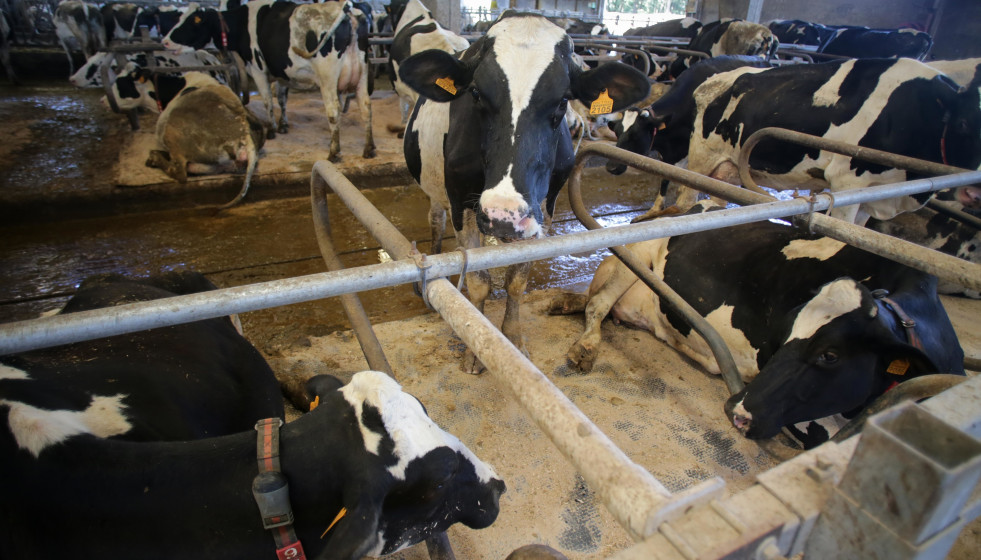 Archivo - Vacas de una ganadería de lácteo