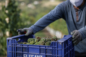 Archivo - Un trabajador  transporta uvas durante la vendimia
