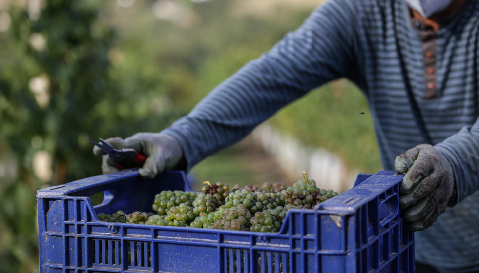 Archivo - Un trabajador  transporta uvas durante la vendimia